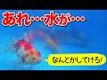 【越冬用錦鯉金魚プール】移して1ヶ月、水に変化が…