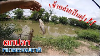 ตกปลาคลองนครนายก กินจัดเข้าถล่มเป็นฝูง #ตกปลาหน้าดิน #หมายฟรี