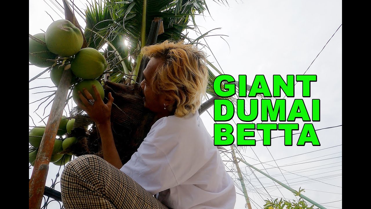 GIANT DUMAI BETTA  PENJUAL IKAN CUPANG GIANT DI DUMAI