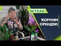 Подкормка Орхидеи 🌺Полезные Советы от Хитсад ТВ