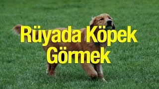 rüyada aç köpek görmek