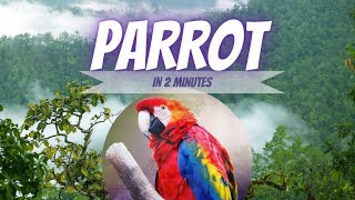 Parrot in 2 minutes. #parrot #papagei #papağan