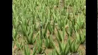 Aloe Vera Cultivation