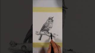 Watercolor pencils painting -Bird #watercolorpencils #watercolorpainting #howtodraw