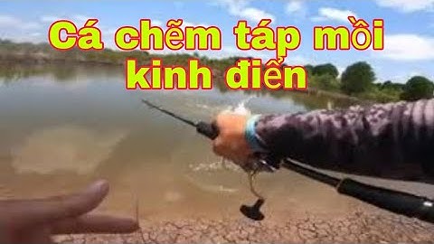 Câu cá giải trí, cận cảnh cá chẽm táp mồi kinh điển.
