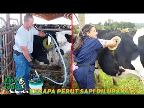 Video: Mengapa Lembu Mempunyai Lubang Di Sisinya