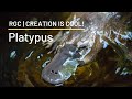Frankenstein Done Right! | Platypus | Creation is Cool