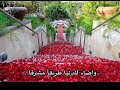 نور على مر الزمان تألقا ...