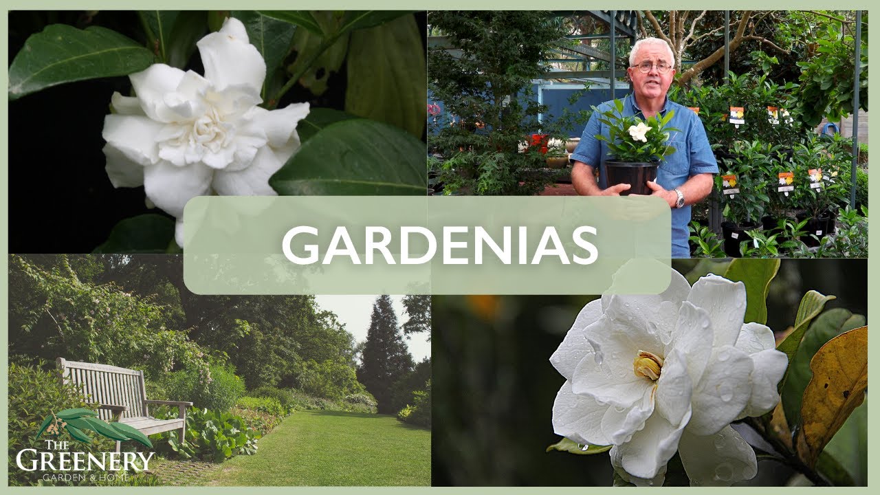 Popular Gardenia Varieties | The Greenery Garden & Home