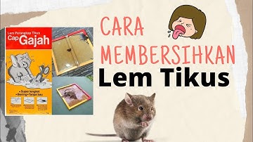 CARA MEMBERSIHKAN LEM TIKUS DI LANTAI !!! #TIPS