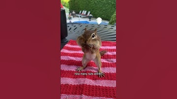 How many nuts can chipmunk Bob Ross fit in his cheeks? #shorts