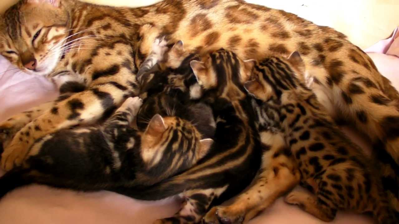 Gemma's sweety sheeted marble babies - YouTube