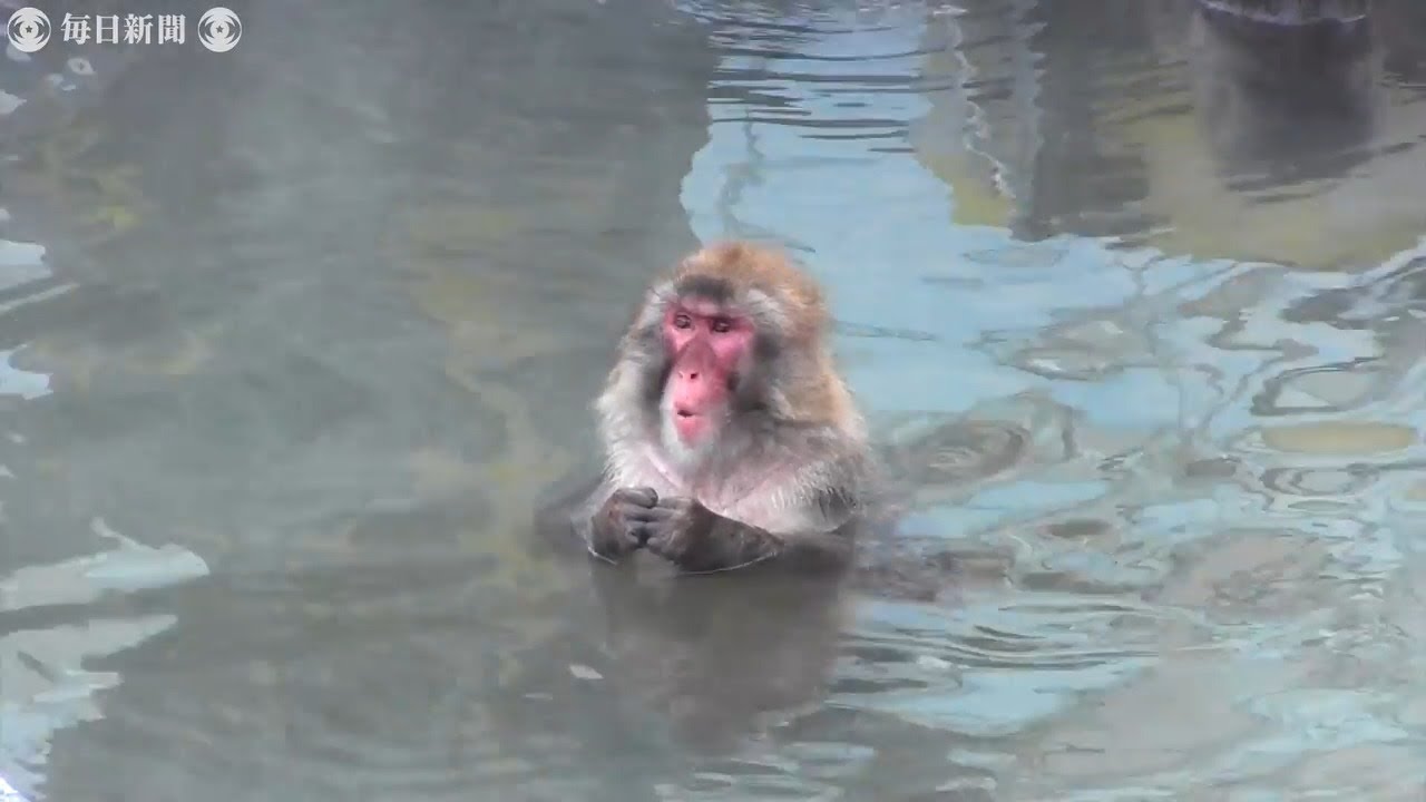 いい湯でござる サル山温泉 始まる 函館市熱帯植物園 北海道 Youtube