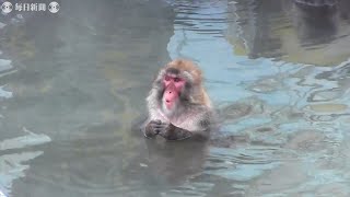 いい湯でござる　「サル山温泉」始まる　函館市熱帯植物園　北海道