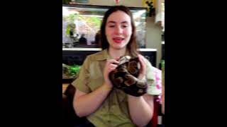 'Normal' Ball Pythons Deserve Love Too!!  #shorts #ballpython