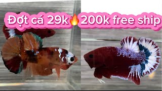 Đợt cá 29k red fancy star 🔥muti color 6/4/2024