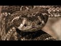 Ohio State Football: Fiesta Bowl Trailer