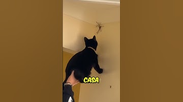 Por Esto Nunca Debes Aplastar Una Araña 😨