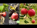 How to grow apple tree from apple fruit  amazing technique planting
