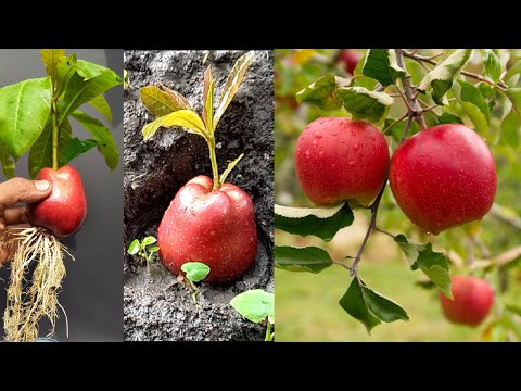 Video: Apple Tree Growing Info - Wie pflanzt man Apfelbäume?