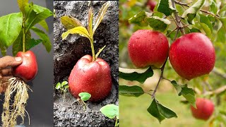 How to grow apple tree from apple fruit - amazing technique planting