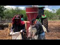 Moliendo maiz para las vacas 🐄 🐜💯🍃🌽#Ranchero95