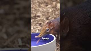 أغرب كائن يتبع أيَّ شخص! 😳