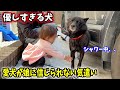 娘と愛犬洗ってたら、愛犬が優しすぎる行動に・・・【甲斐犬一休と猫のしずく】