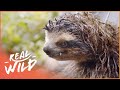 The Rarest Mammal On Earth | 1000 Days For The Planet | Real Wild