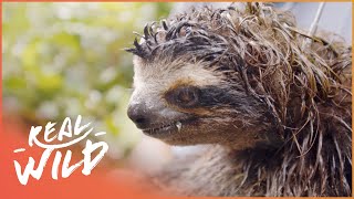 The Rarest Mammal On Earth | 1000 Days For The Planet | Real Wild The Rarest Mammal On Earth | 1000 Days For The Planet | Real Wild