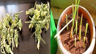 घरी गवती चहा चे रोप उगवले | Lemon Grass Plant | Growing Lemon Grass At Home Garden bigbasket