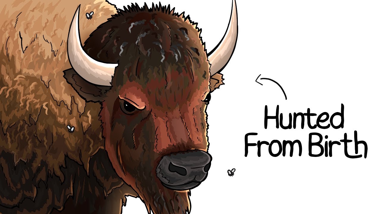 Why it Sucks To Be Born As a Bison