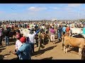 VISITA A FEIRA DE GADO DE TABIRA UMA DAS MAIORES DE PERNAMBUCO