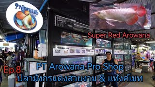 PT Arowana​ Pro​ Shop​ สาขา 2 (ปลา​มังกรแดงสวยงาม​ &​ แท้งค์​เมท)​Ep.8