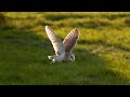 Barn Owl vs Peregrine Falcon vs Greylag Goose | Super Powered Owls | BBC