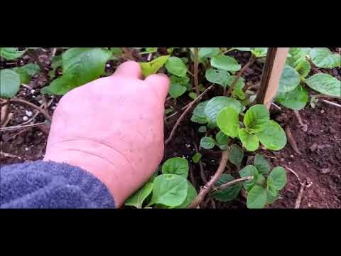 Video: Teeb meem nrog Spinach Seedlings - Kawm Txog Kab Mob Spinach Seedling Disease