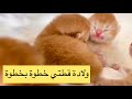 (ولادة قطتي خطوة بخطوة )تعالوا شوفوا قطتي ولدت 😻🐾وجابت أيه ‼️أنا متحمسه جدا‼️‼️🙏