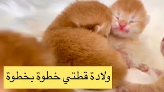 (ولادة قطتي خطوة بخطوة )تعالوا شوفوا قطتي ولدت 😻🐾وجابت أيه ‼️أنا متحمسه جدا‼️‼️🙏