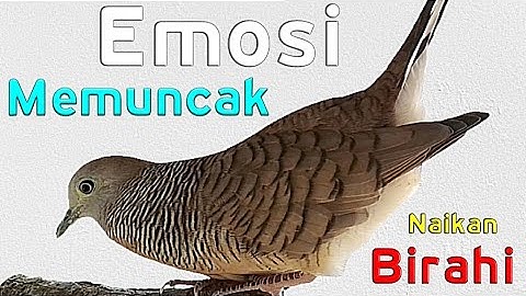 Perkutut lokal BIRAHI - nguwor dan kerot memancing LAWAN.
