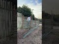 Building a Rustic Bamboo Fence by Hand in the Countryside