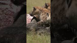 Lioness Vs Hyenas On A Buffalo Kill #wildlife #hyena #shortsafrica  #lion #masaimara #animal