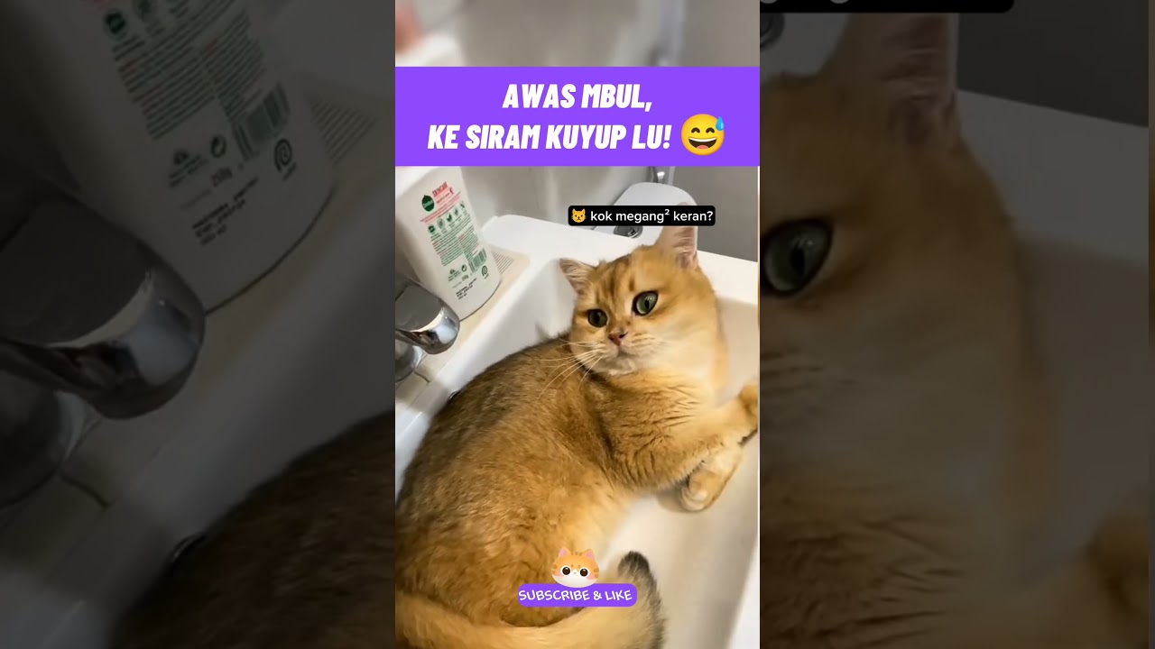 awas mbul, ke siram kuyup lu!😅