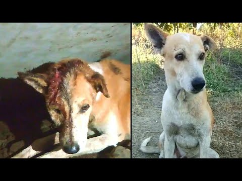 rescue dogs rock nyc Poor dog miraculously Cure By Help Foundation