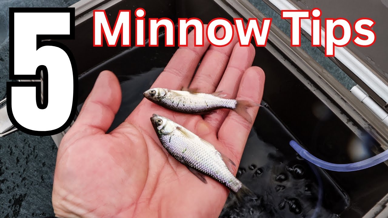 5 Essential Minnow Tricks That Every Ice Angler Should Know! 