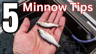 5 Essential Minnow Tricks That Every Ice Angler Should Know!