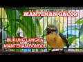 Masteran Langka Mantenan Gacor Nembak Rapat Kicau Pidong Mp3 - Mp4 Download