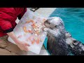 《鳥羽水族館》ラッコの「メイ」18歳の誕生日にアイスケーキをプレゼント