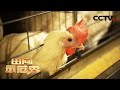 蛋鸡管理诀窍多！放只公鸡可以提高产蛋率？ | CCTV「田间示范秀」20201008