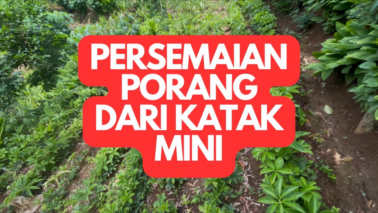 Semaian Porang Dari Katak Seukuran Biji Jagung