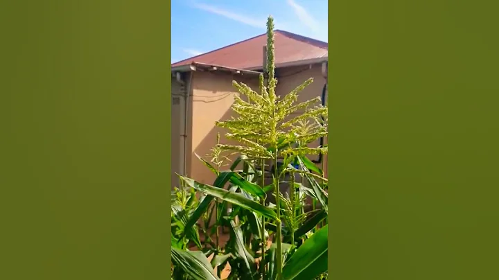 Zama Corn producing Pollen!